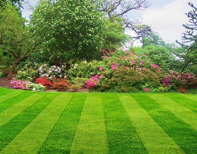 Manicured striped lawn with garden backdrop